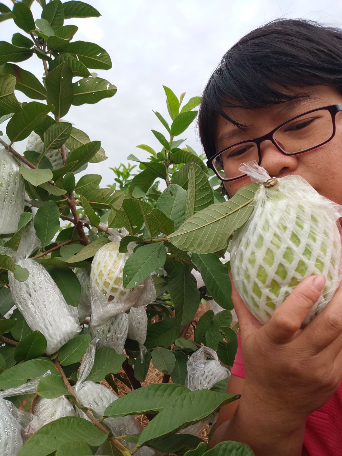 白心番石榴四季梨芭乐甜脆新鲜现摘现发绿色水果广西产地