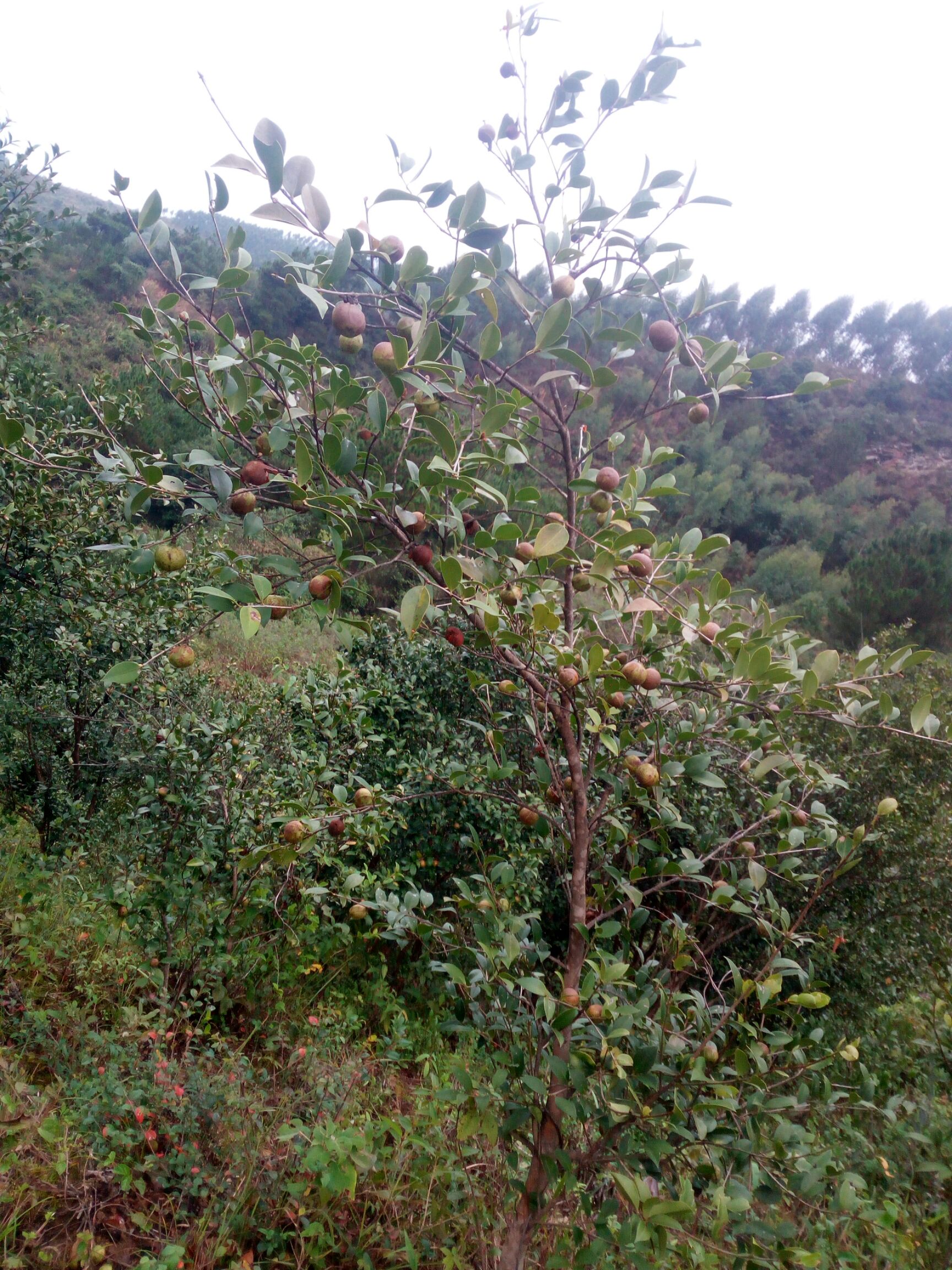 野生山茶油 野生无公害茶籽油