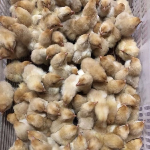 南宁 快大黄鸡苗