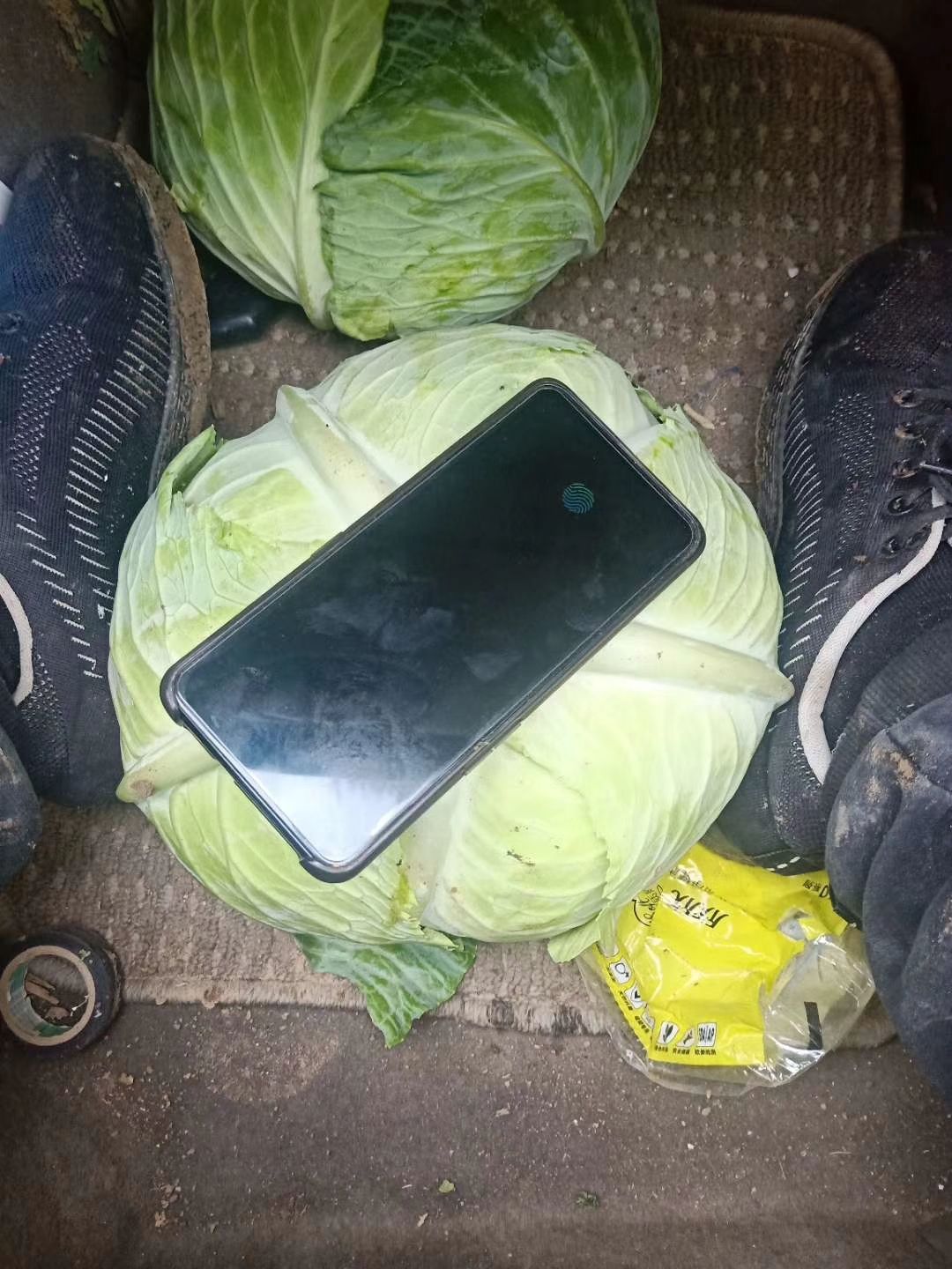 绿甘蓝种子 扁包菜甘蓝是属扁圆球形，耐裂，结球紧实