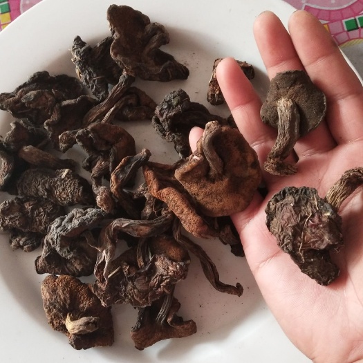 泊头市 2019新蘑菇，小黑蘑菇中块松蘑干货批发
