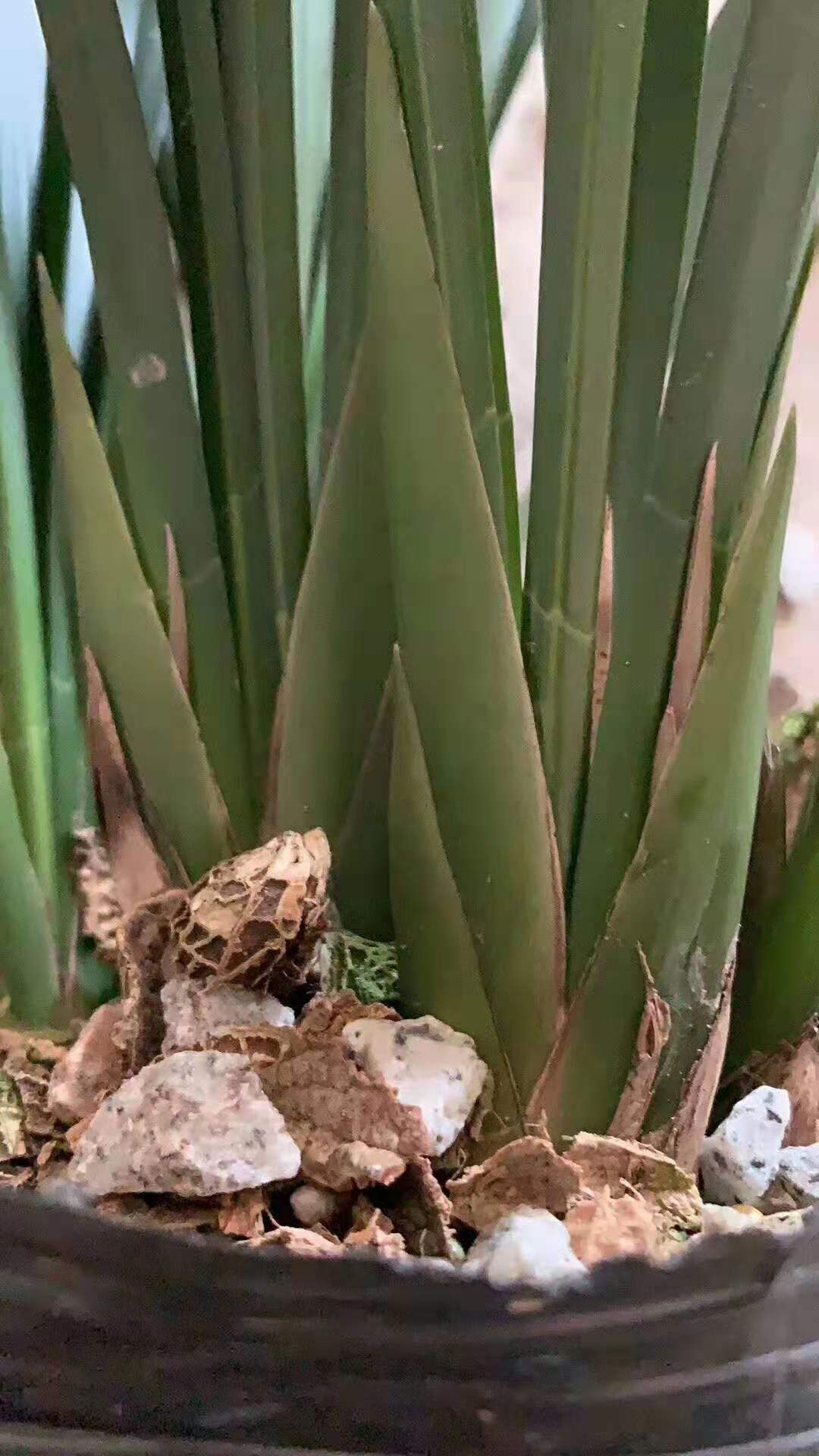 墨兰企黑 优质墨兰，品质保障，基地直供