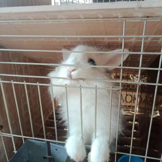 郓城县猫猫兔 宠物兔