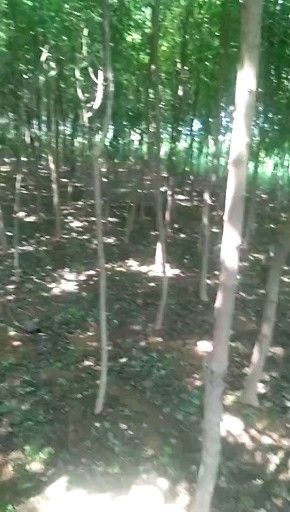 沭阳县美国紫薇红花紫薇