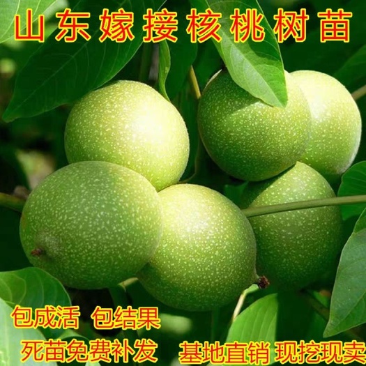 平邑县薄皮核桃苗