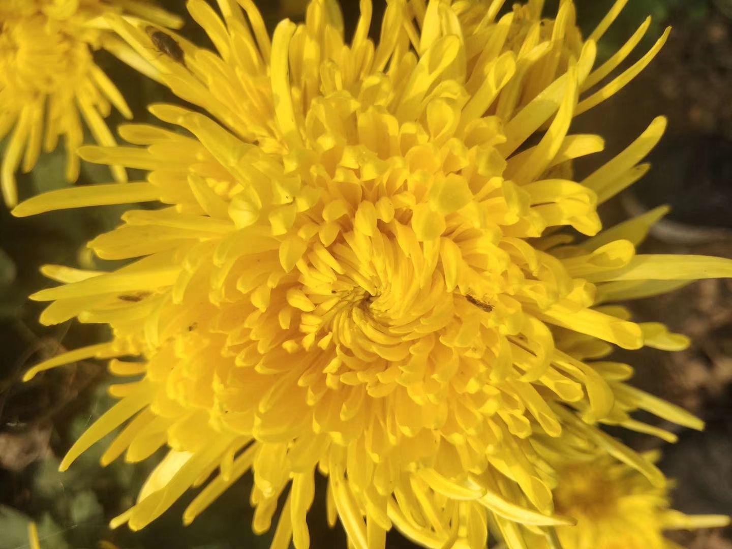 金丝皇菊花茶 金丝黄菊，红花果，牡丹花球，牡丹全花，牡丹花瓣，牡丹花蕊茶