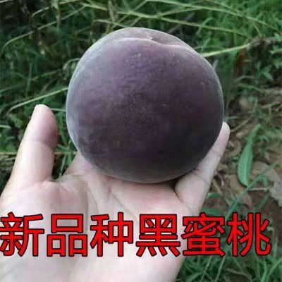 平邑县黑桃苗 1~1.5米