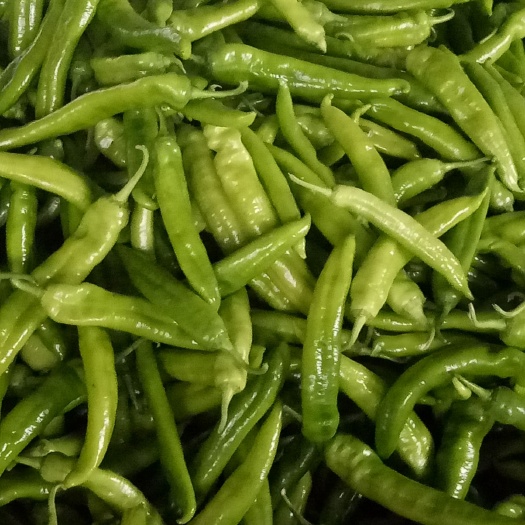 寿光市早熟五号小白菜 精品蔬菜