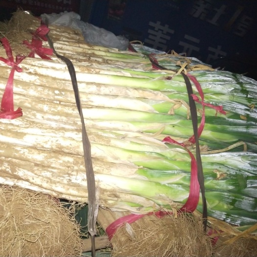 聊城长白大葱  大葱大量上市了