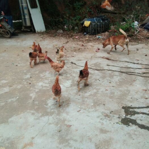 汨罗市 自养土鸡