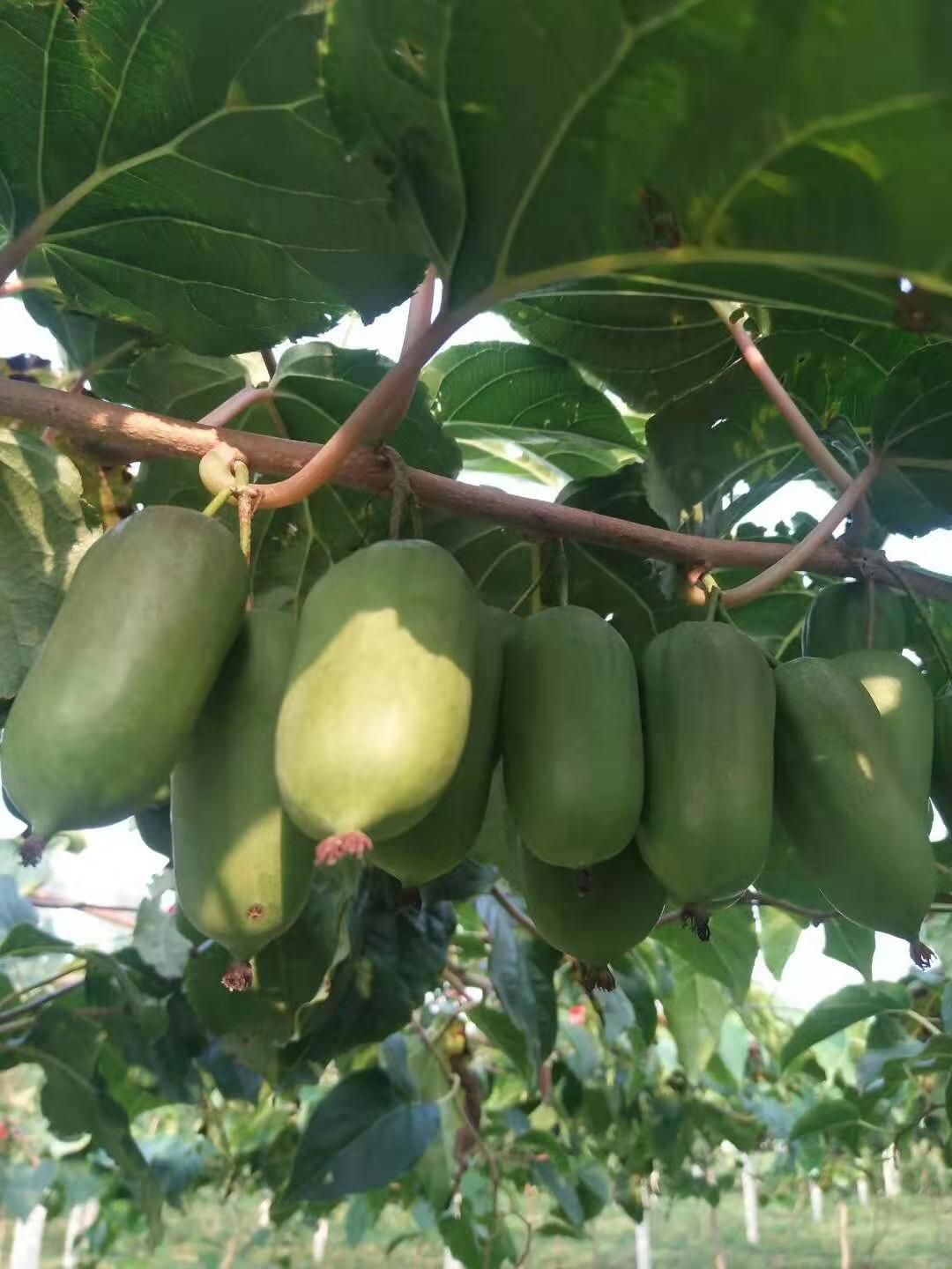 白山软枣猕猴桃苗，适合大面积种植，含糖量好，圆枣子苗