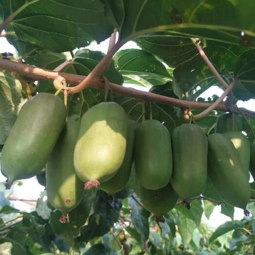 软枣猕猴桃苗，适合大面积种植，含糖量好，圆枣子苗