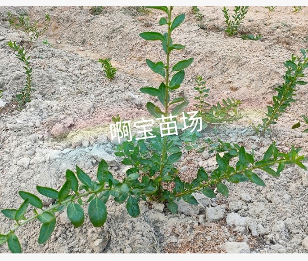  枸杞叶苗食用农村无公害南方北方种植盆栽地栽盆景 枸杞苗食用