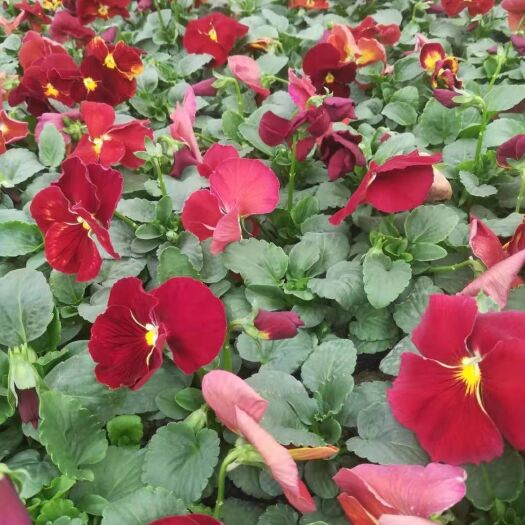 常州三色堇 基地直销四季草花