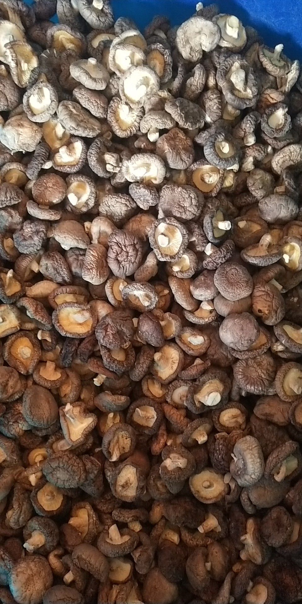  滑子菇，松蘑，香菇产地直销