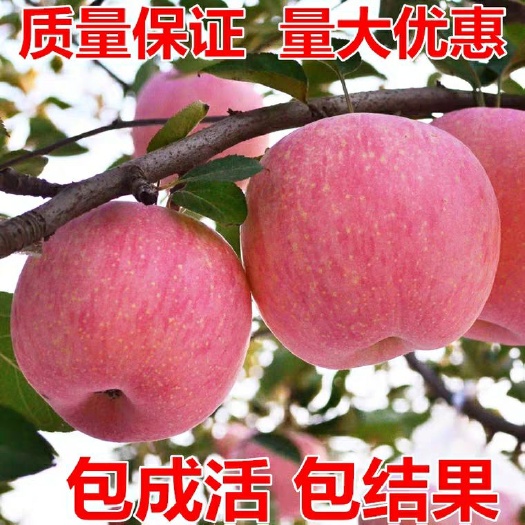 平邑县红富士苹果苗 苹果苗  产地直销 包邮 包成活