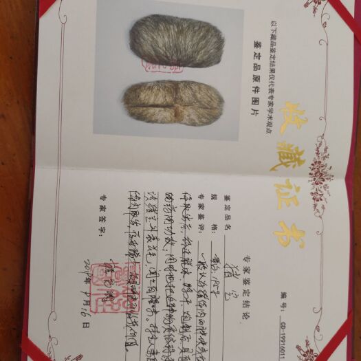 有证书的猪宝，两个190克，价格方面可以商议