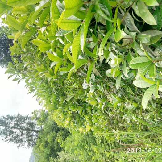 修文县桂花树苗 桂花苗桂花树批发