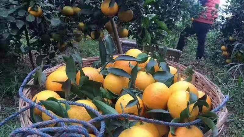 眉山爱媛38号柑桔 入口化渣老少皆宜纯甜每天鲜果