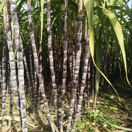 济宁 大量现货黑皮甘蔗开始上市了