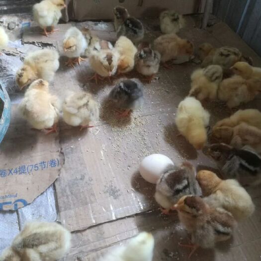 惠州 鸡都是小时开始喂养，之后放养果园不吃饲料的
