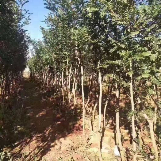 宜良县 清香木一级苗，30袋，数量3万