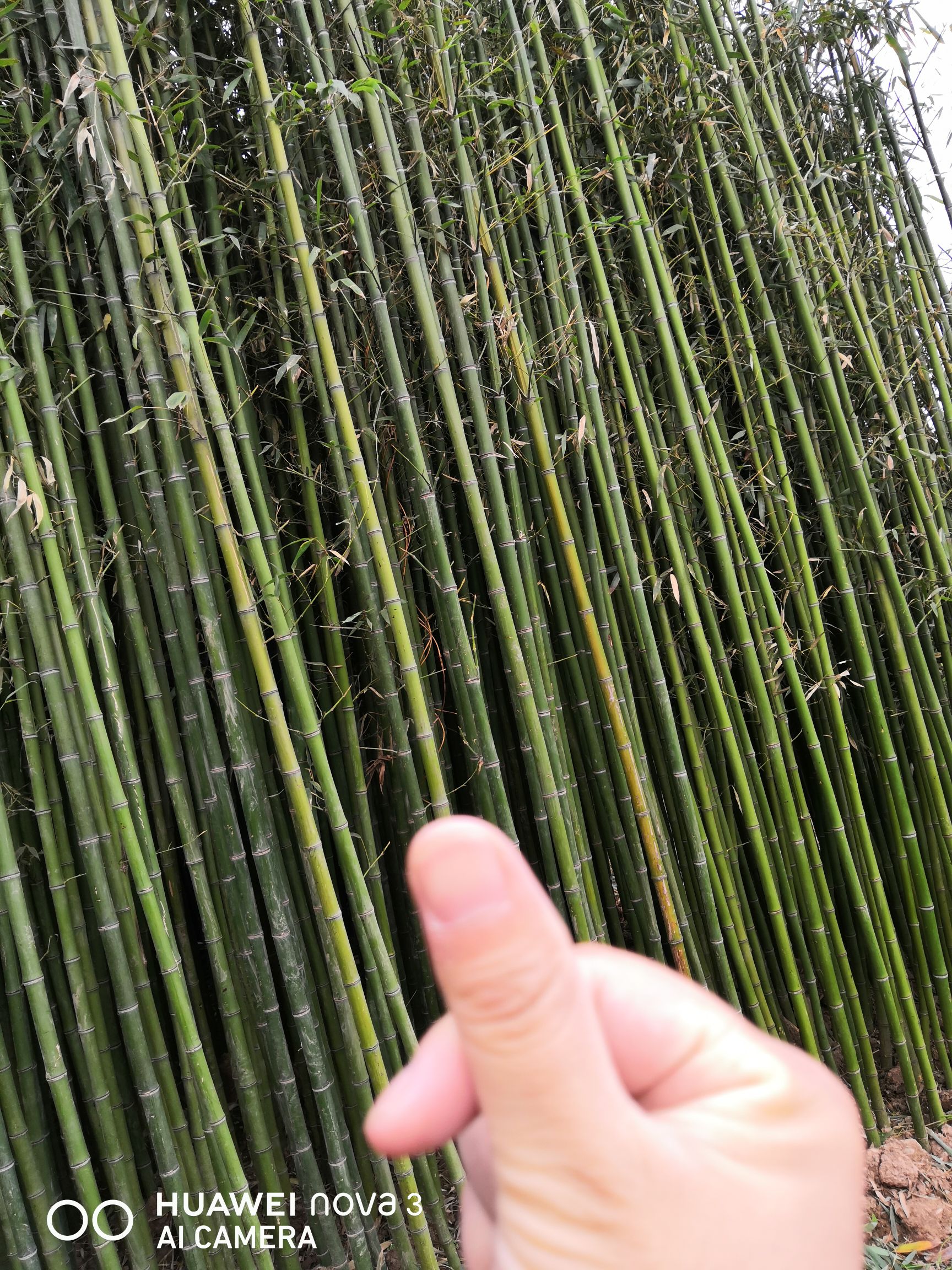 青皮竹 青竹 青竹苗批发 四季竹苗基地  青竹苗价格