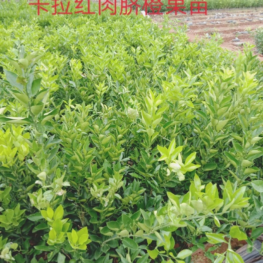 金堂县卡拉卡拉红肉脐橙苗 红肉脐橙苗