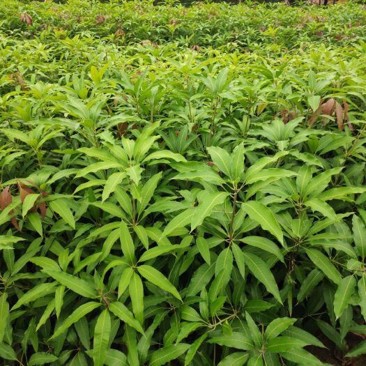 田东县 芒果苗桂七  营养杯苗 株高50-90厘米 次年可挂果