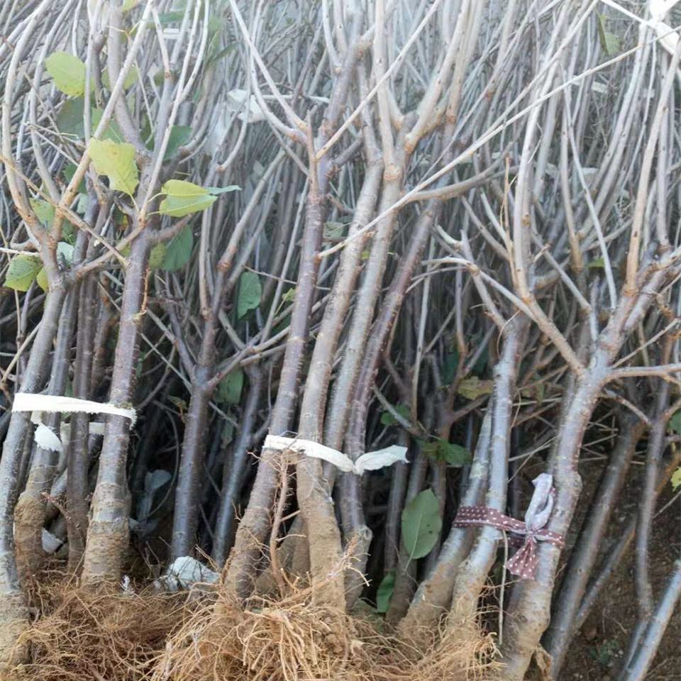 黑珍珠苗  车厘子樱桃苗樱桃树苗智利嫁接盆栽地栽南北方种植特大果苗包邮