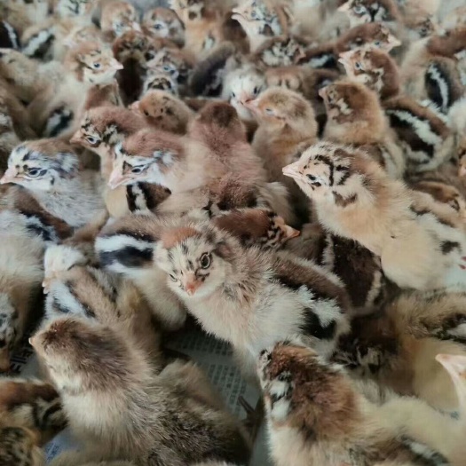 沭阳县 鸡苗品种齐全，全国包邮支持火车空运，出壳马利克疫苗包打。