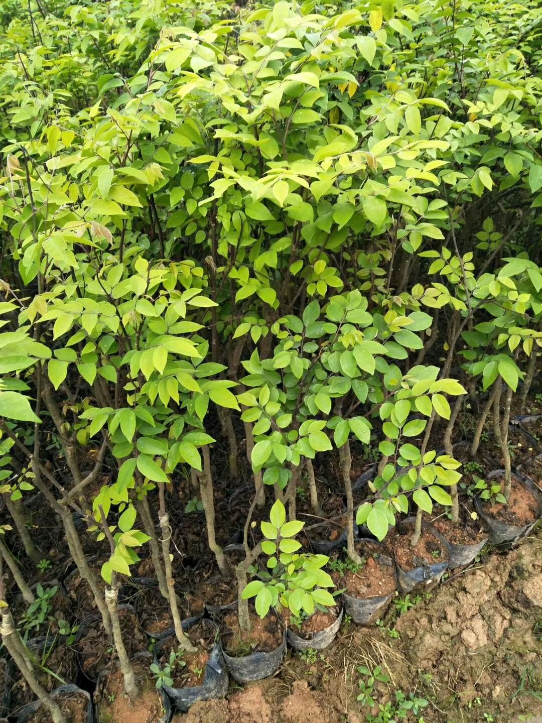 杨桃树苗 四季甜杨桃苗嫁接苗产量高种植当年结果