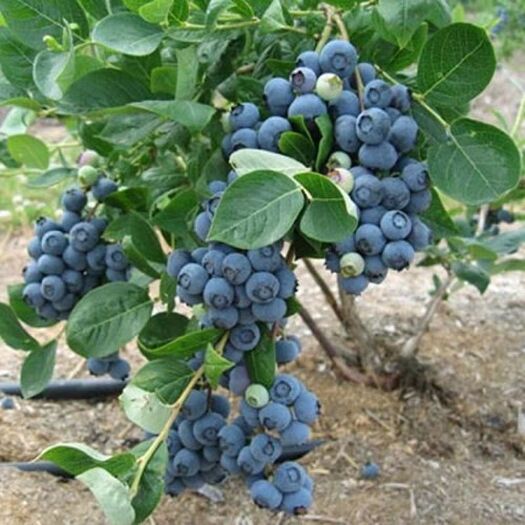 平邑县 蓝莓苗