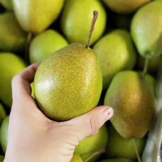 临猗县 小​‎​​香‌梨🍐，​又​‌‎名​红‌‎香​​​酥梨，‎​