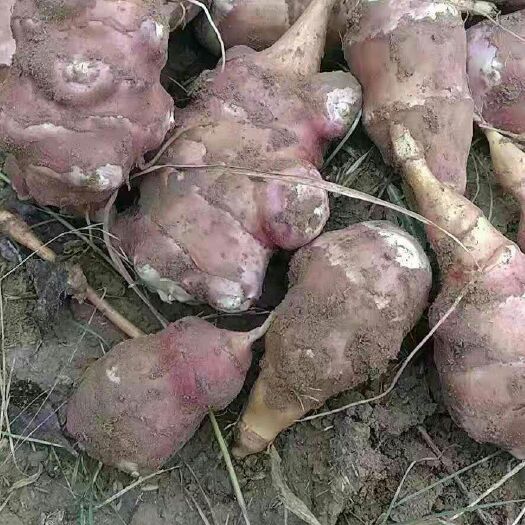 会宁县腌制洋姜 出售红洋姜
