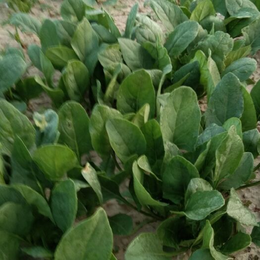 睢县绿神菠菜 10~15cm