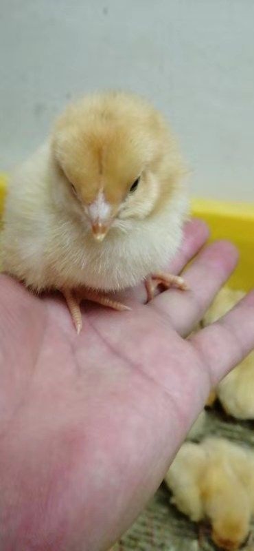 广州 三黄鸡 农科院土三淡毛 大三黄 土鸡苗