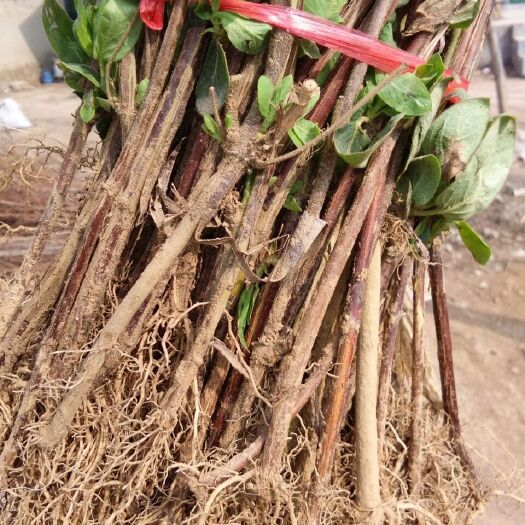 四季金银花苗   金银花苗，一年苗