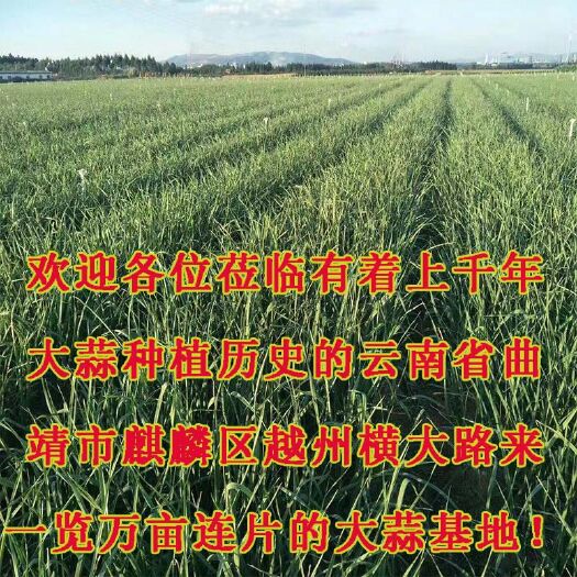 曲靖云南红香蒜苗