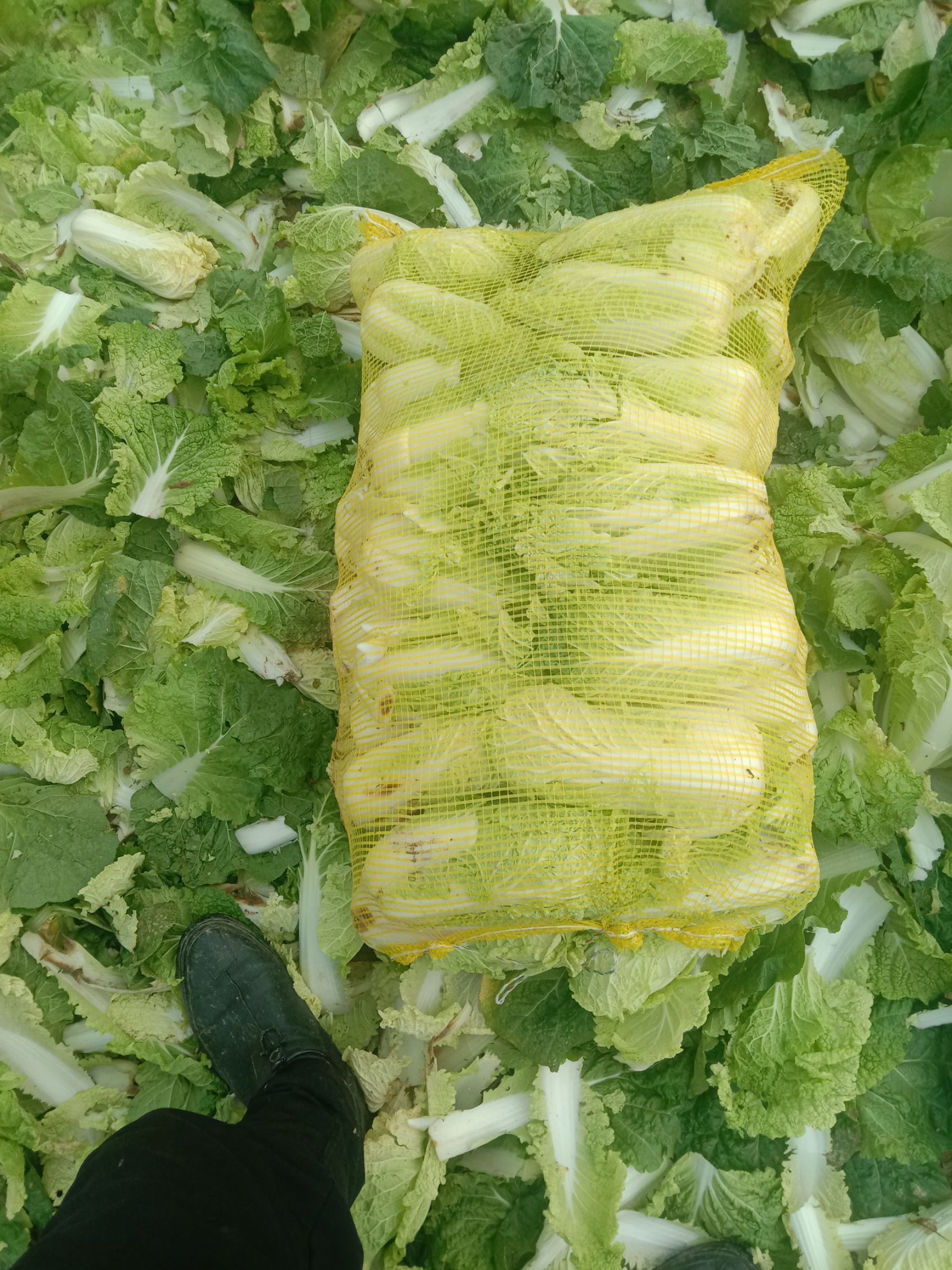 黄心娃娃菜 7~10两