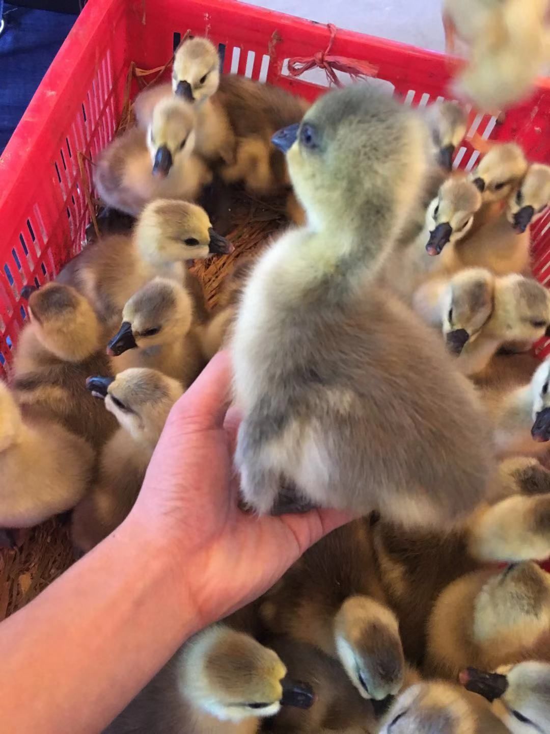 正宗大种狮头鹅苗 汕头狮头鹅 零售10只起发