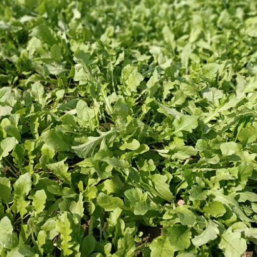 商丘 新鲜荠荠菜，基地种植，现挖现发 健康绿色食品