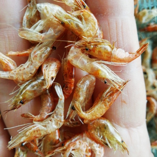 白米虾  干米虾