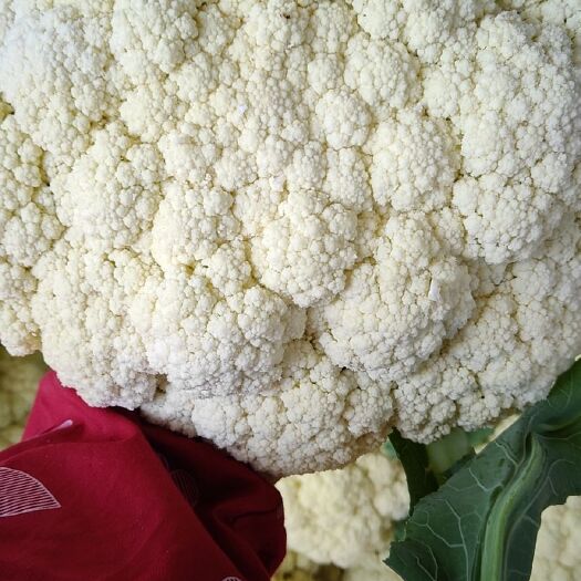 聊城白花菜花  大棚白面青梗散花大量供应中