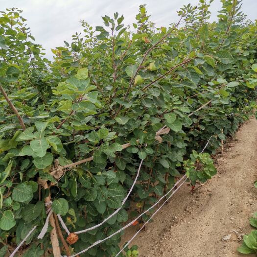 泰安红叶黄栌  绿化荒山黄栌树苗，基地直销量大更优惠！