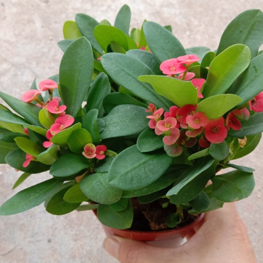 铁海棠盆栽虎刺梅开花绿植带花发货