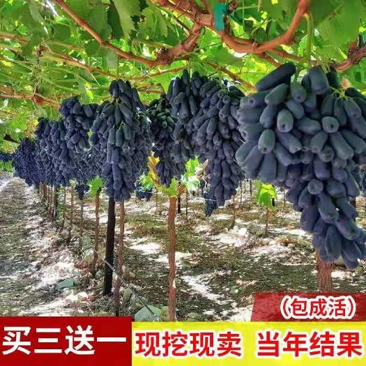 平邑县蓝宝石葡萄苗 包成活免费送种植技术