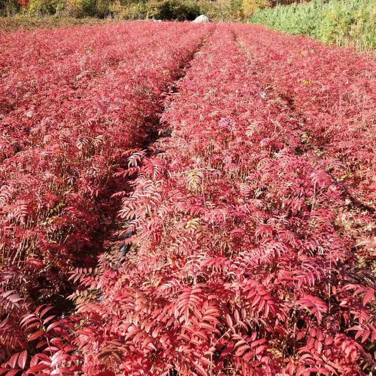 桓仁满族自治县百花花楸苗  百花花楸1－3年苗