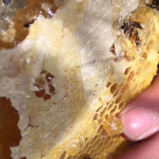 贺州 大量出售深山野生蜂蜜，有需要的老板点点我