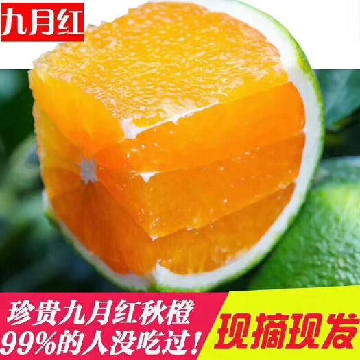 秭归县 🌿
在秭归脐橙的各品种橙子中，九月红特色，可以吸的橙子